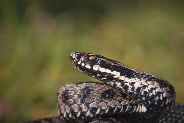 Mâle Vipera Berus Gros Plan Adder Européen Commun — Photo