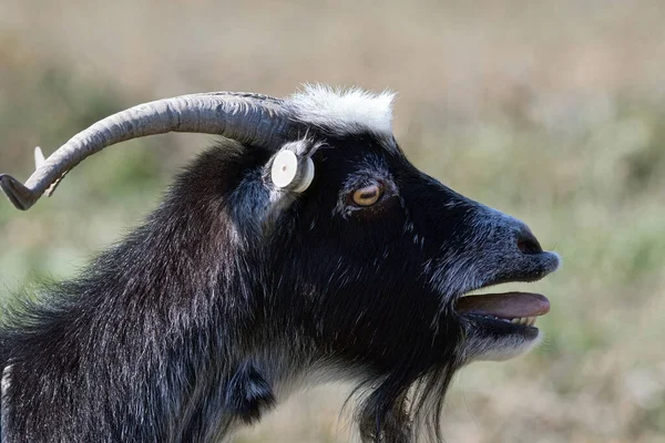 Gergin Billy Keçi Portresi Odak Arkaplanı Dışında — Stok fotoğraf