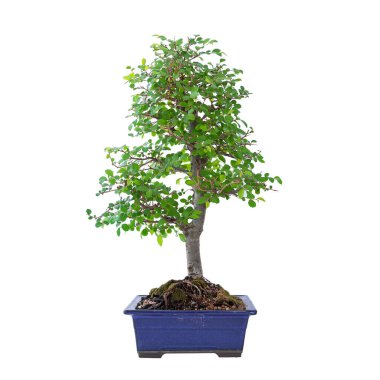 Baharın başlarında Çin karaağaç bonsai (Ulmus chinensis), mavi bir Japon seramik kasesinde, kolay tasarım için beyaz zemin üzerinde izolasyon