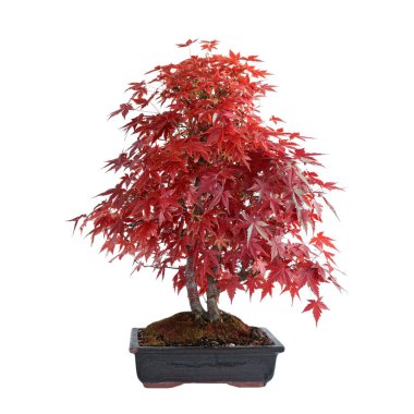 güzel japon akçaağacı (Acer palmatum) sonbahar renklerinde, beyaz üzerine izolasyon