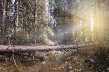 Vahşi doğada güzel bir gün batımı, Apuseni Doğal Parkı 'nda çekilmiş bir görüntü, Transilvanya