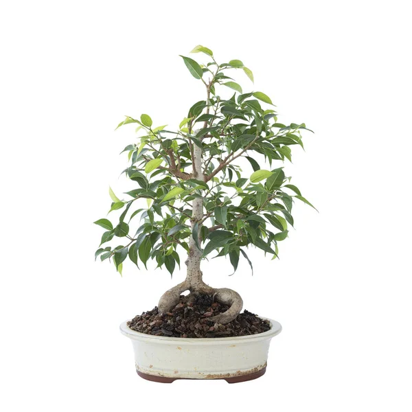 Beautiful Ficus Benjamina Bonsai White Background Chinese Ceramic Bowl — Stock Photo, Image