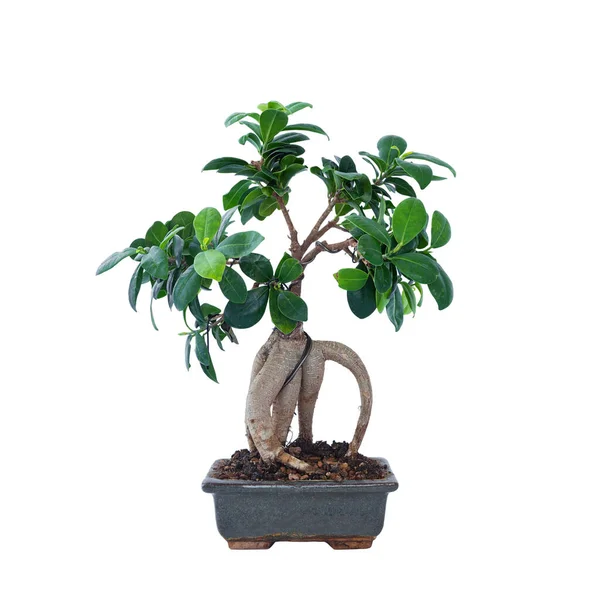 Ficus Ginseng Bonsai Old Chinese Ceramic Pot Isolated White Background — Stock Photo, Image