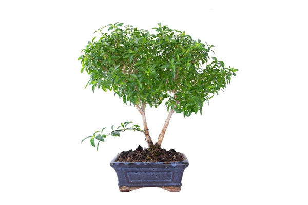 Serissa Foetina Snow Rose Chinese Box Bonsai Isolated White — Stock Photo, Image