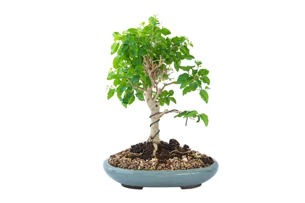 Chinese privet bonsai isolated over white background ( Ligustrum sinense ), poted in a ceramic glazed japanese bowl — Stock Image Chinese Privet Bonsai Isolated White Background Ligustrum Sinense Poted Ceramic Royalty Free Stock Photos