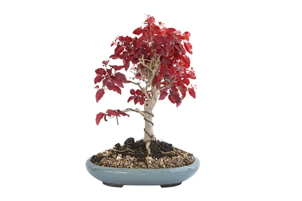 Chinese privet bonsai in autumn colors, isolation over white background for your design ( Ligustrum sinense ) — Stock Image Chinese Privet Bonsai Autumn Colors Isolation White Background Your Design Stock Image
