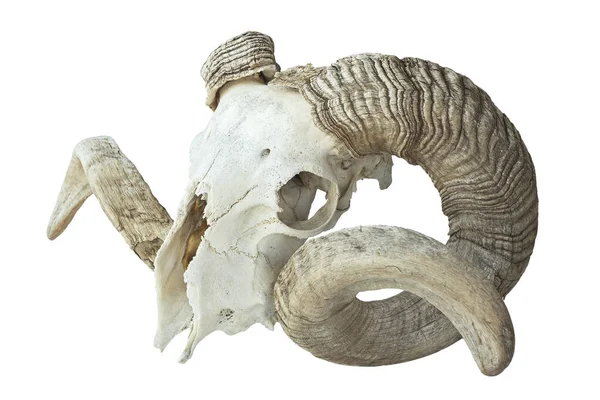 Velký Starý Beran Lebka Přes Bílé Pozadí Stock Obrázky