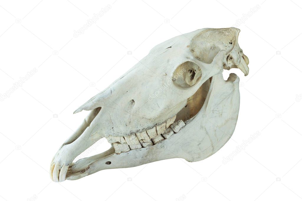 old horse skull isolated over white background