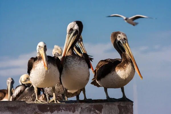 Pelicans in Paracas, Peru — Stock Photo, Image