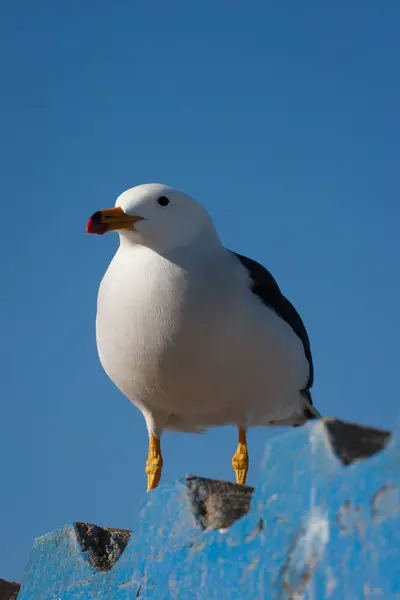 Seagull in Paracas, Peru — Stock Photo, Image