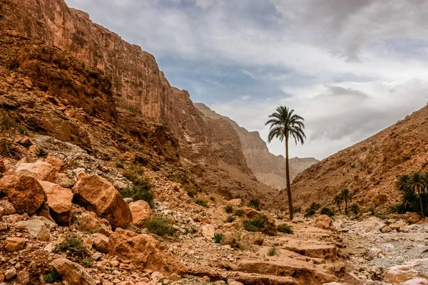Palmy w Todra gorges, Maroko — Zdjęcie stockowe