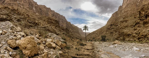 Palmeira em Todra gorges, Marrocos — Fotografia de Stock