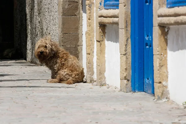 Eenzame hond in de haven van Essaouira, Marokko Stockfoto