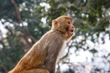 Monkey at the Swayambunath Temple, Kathmandu, Nepal clipart