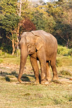 Elephant adlı Chitwan Milli Parkı, Nepal