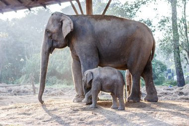 Bebek fil ve onun annesi Chitwan Milli Parkı, Nepal
