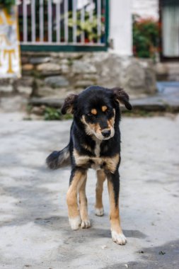 Annapurna Base Camp Trek, Nepal üzerinde bir köyde bir köpek