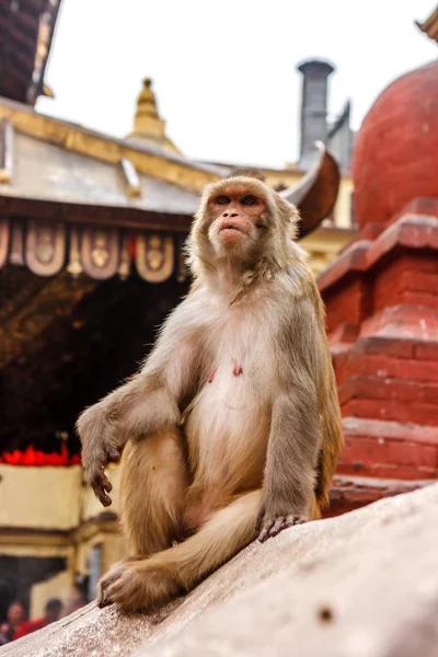 Aap wonen in de Swayambunath tempel, Kathmandu, Nepal — Stockfoto