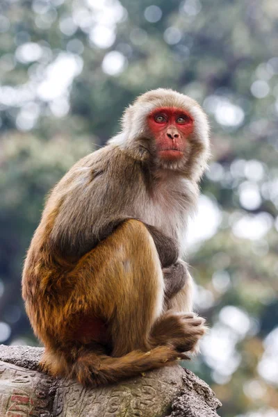 Maymun Swayambunath Tapınağı, Katmandu, Nepal
