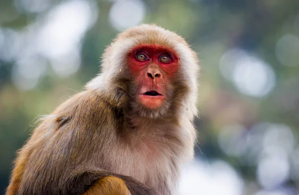 Mono en el templo Swayambunath, Katmandú, Nepal —  Fotos de Stock