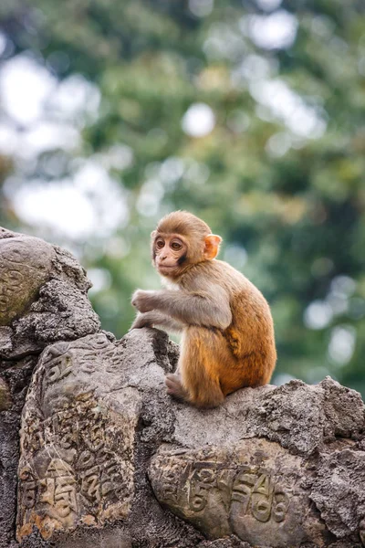 Bébé singe au temple Swayambunath, Katmandou, Népal — Photo