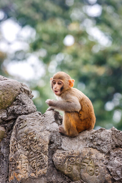 Обезьянка в храме Сваямбунатх, Катманду, Непал
