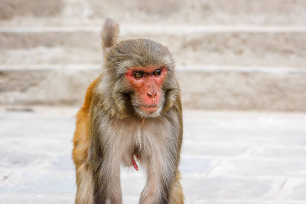 Обезьяна в Сваямбунатхе, Озил, Непал
