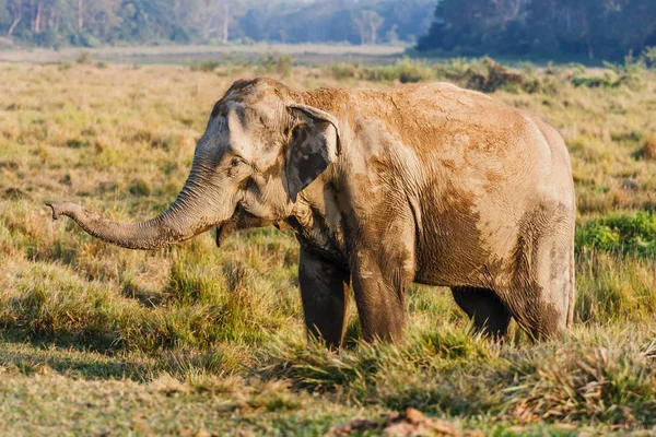Elephant adlı Chitwan Milli Parkı, Nepal