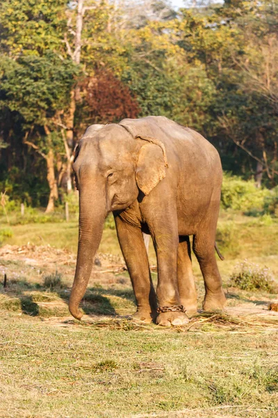 Elephant adlı Chitwan Milli Parkı, Nepal