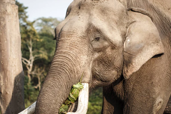 Elephant adlı Chitwan Milli Parkı, Nepal