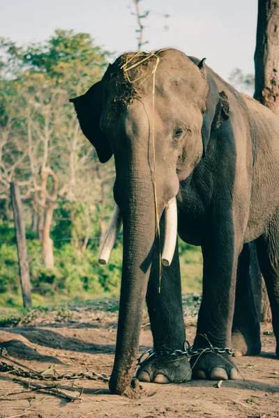 Elefante en el Parque Nacional Chitwan, Nepal — Foto de Stock