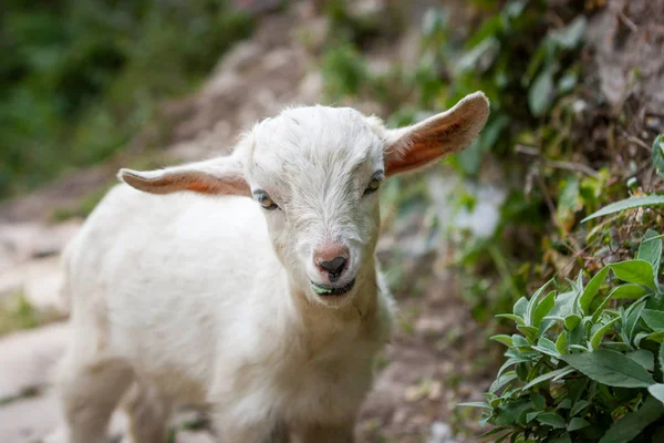 Little Lamb on the Annapurna Base Camp Trek, Nepal