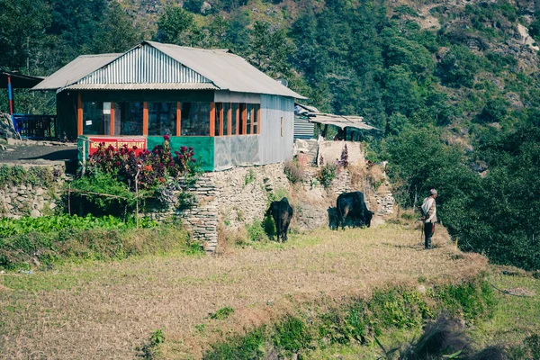 Bir lodge Annapurna Base Camp Trek, Nepal