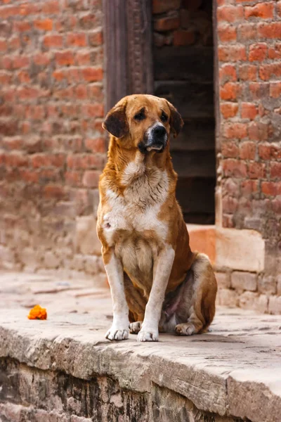 Köpek Patan Durbar Meydanı, Nepal
