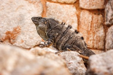 Bir iguana yan görünüm üzerinde bir taş at Uxmal sit alanı, Yucatan, Meksika.
