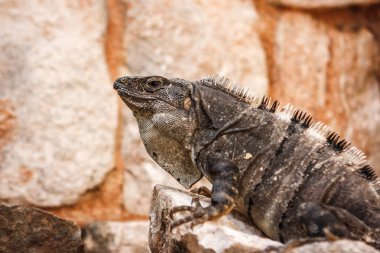 Bir iguana yan görünüm üzerinde bir taş at Uxmal sit alanı, Yucatan, Meksika.