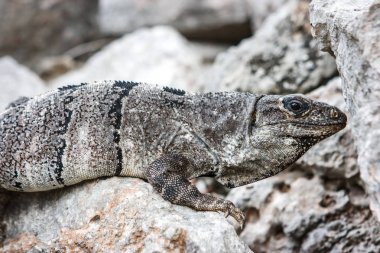 Bir iguana yan görünüm üzerinde bir taş at Uxmal sit alanı, Yucatan, Meksika.
