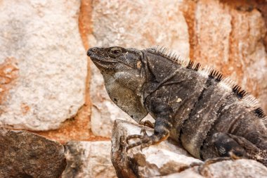 Bir iguana yan görünüm üzerinde bir taş at Uxmal sit alanı, Yucatan, Meksika.