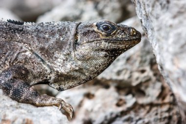 Bir iguana yan görünüm üzerinde bir taş at Uxmal sit alanı, Yucatan, Meksika.