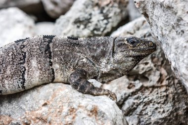 Bir iguana yan görünüm üzerinde bir taş at Uxmal sit alanı, Yucatan, Meksika.