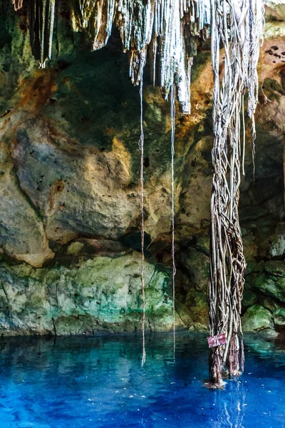 Kökleri ile karışık sarkıtlar Cuzama hipotermik, Yucatan, Meksika