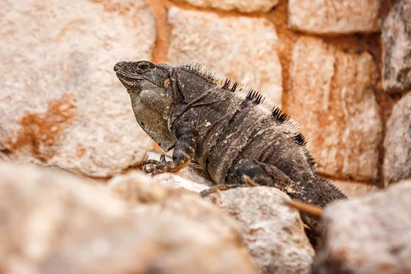 Bir iguana yan görünüm üzerinde bir taş at Uxmal sit alanı, Yucatan, Meksika.