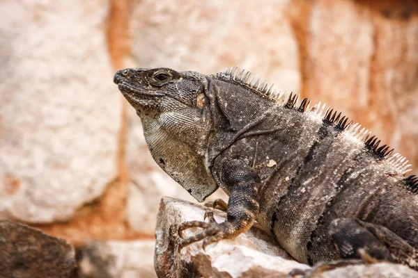 Bir iguana yan görünüm üzerinde bir taş at Uxmal sit alanı, Yucatan, Meksika.