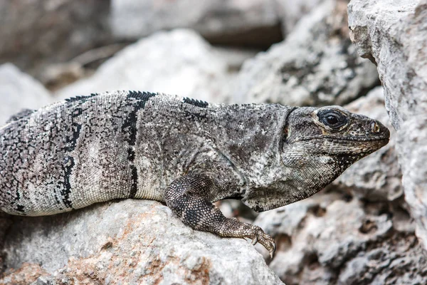 Bir iguana yan görünüm üzerinde bir taş at Uxmal sit alanı, Yucatan, Meksika.