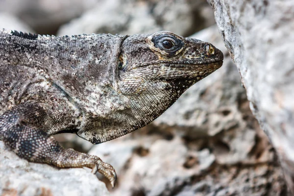 Bir iguana yan görünüm üzerinde bir taş at Uxmal sit alanı, Yucatan, Meksika.