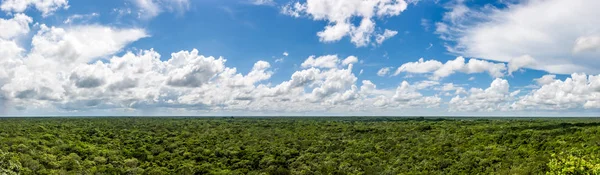 Ormanın Coba tepesinden Panoraması ' piramit, Cob arkeolojik sitesi, Quintana Roo, Meksika.