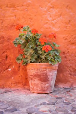 Bitki Santa Catalina Manastırı: Arequipa, Peru