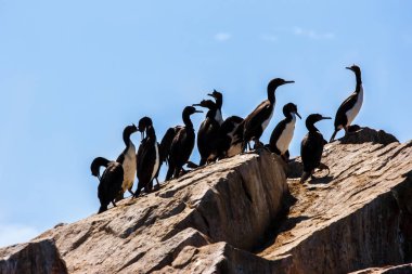Guanay karabatak Islas Ballestas, Paracas Yarımadası, içinde başına