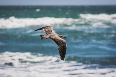 Gri martı Paracas, Peru'da uçan