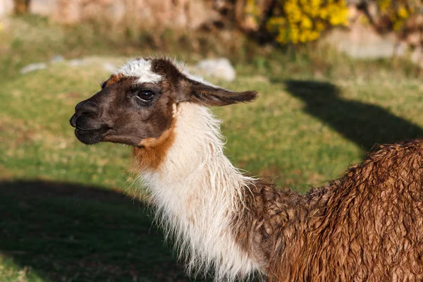 A lama, cusco, peru — Stockfoto